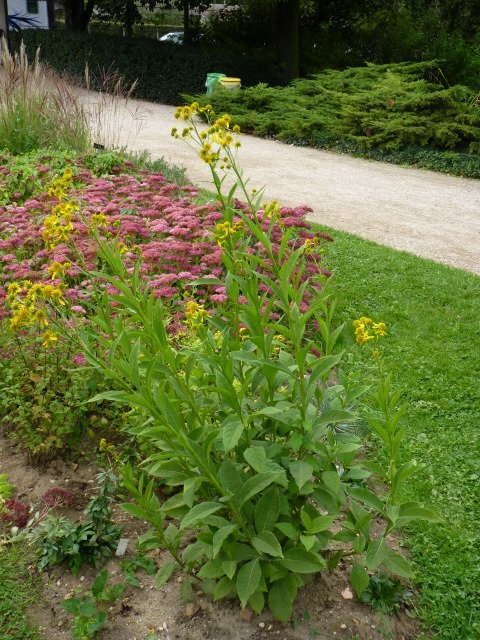 Verbesina alternifolia